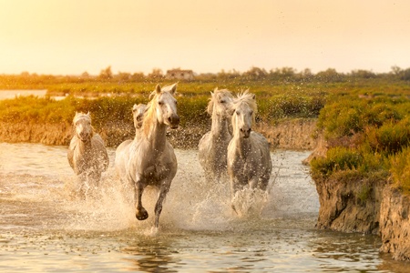 france-rhone-camargue-croisieurope-vignette-lma-shutterstock.jpg